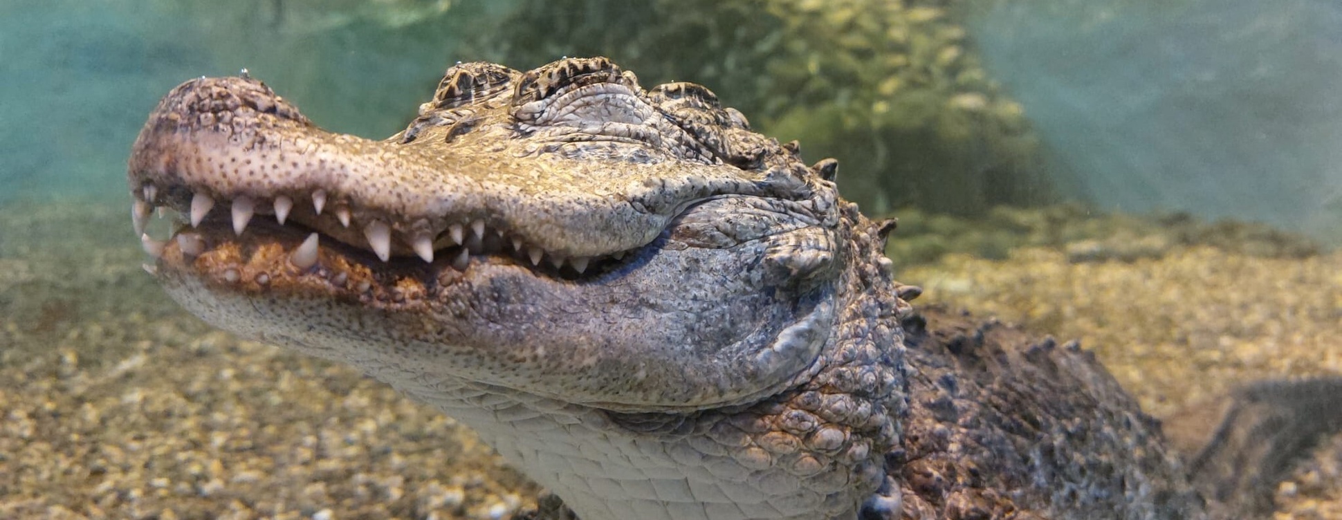 The National Reptile Zoo X91 W588