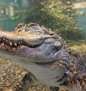 The National Reptile Zoo X91 W588