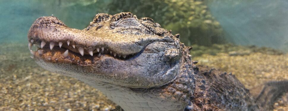 The National Reptile Zoo X91 W588